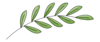 ramo ulivo domenica palme
